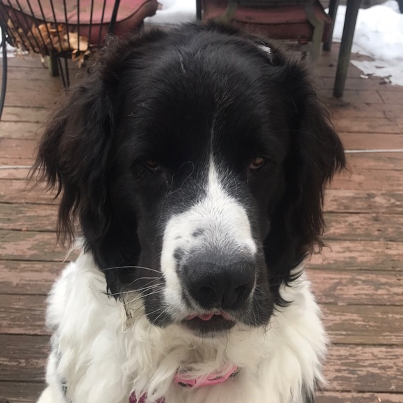 Meet your Posher, Dan - Picture 1 of 1